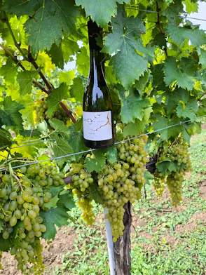 Where the vine whispers, every bottle tells a story.
