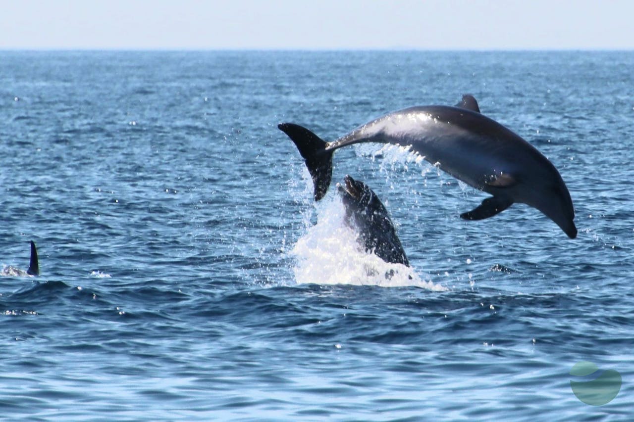 Sunset Dolphin Spotting Tour from Pakoštane