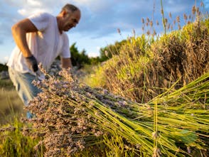 Hvar Lavender Fields and Herbal Products