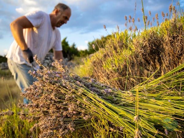 Hvar Lavender Fields and Herbal Products