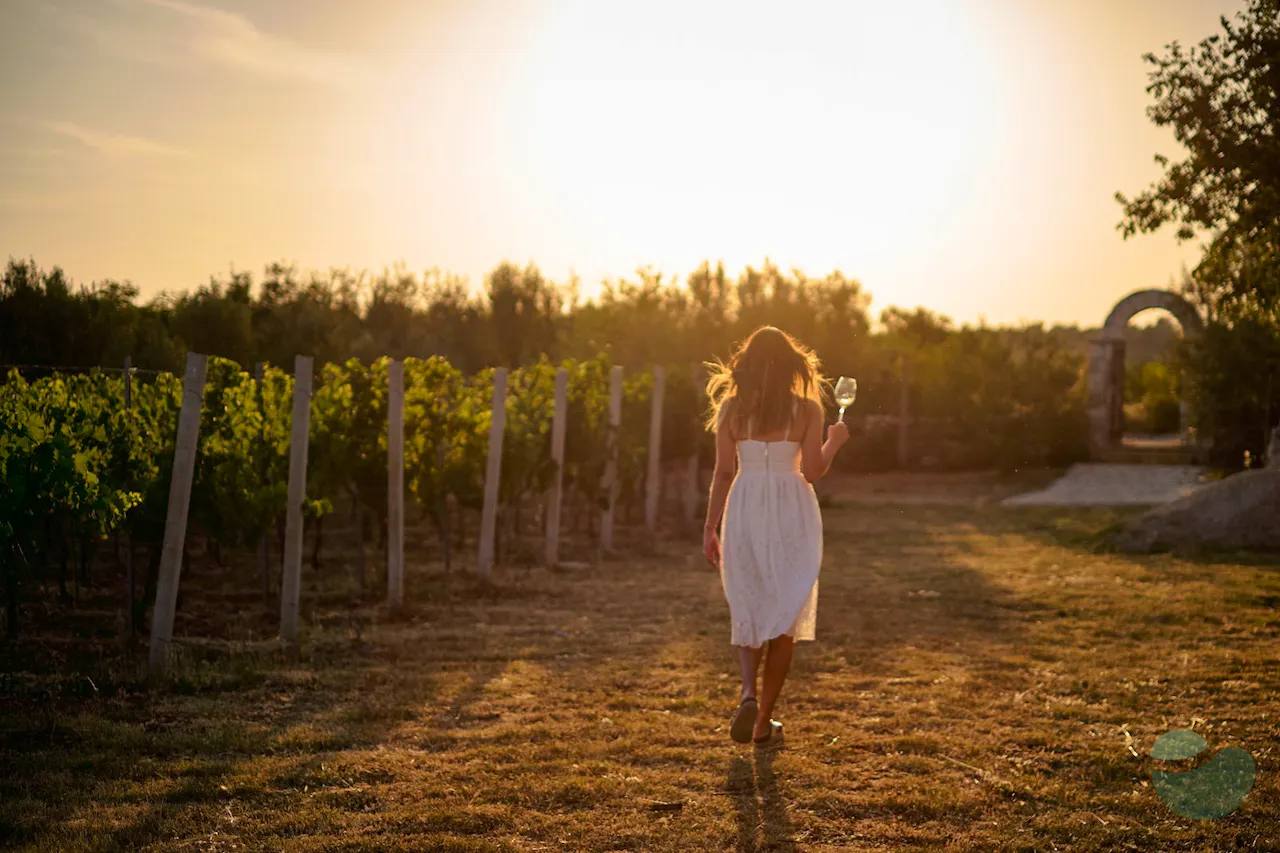 Šibenik area wine tour from Zadar: meet indigenous varieties