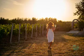 Šibenik area wine tour from Zadar: meet indigenous varieties