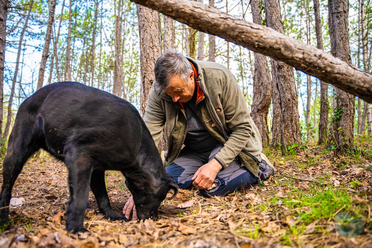 Truffle Hunting Adventure in Motovun Forest