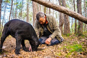 Truffle Hunting Adventure in Motovun Forest