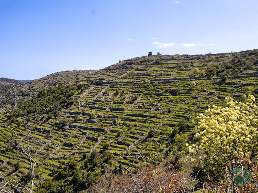 Hvar in a Bottle of Wine - Tasting Tour