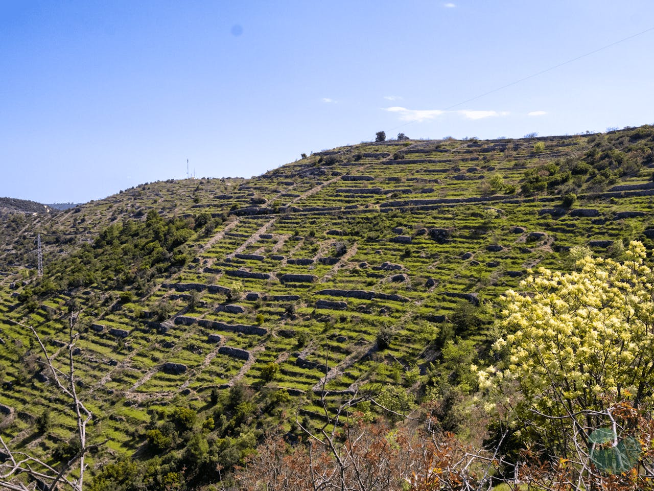 Hvar in a Bottle of Wine - Tasting Tour