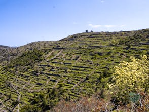 Hvar in a Bottle of Wine - Tasting Tour