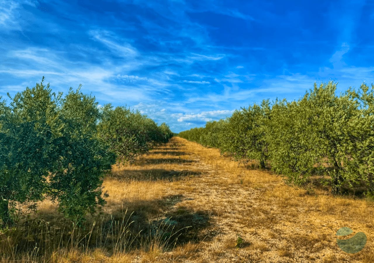 Explore Zadar: Wine, Food, History & Nature in One Day
