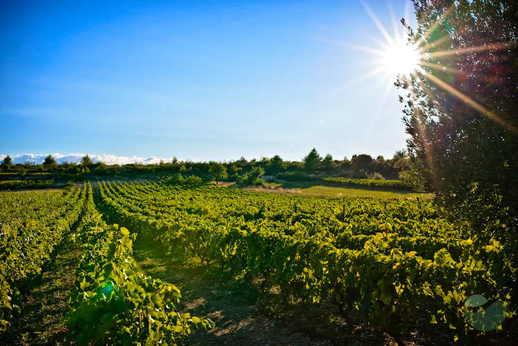 Šibenik area wine tour from Zadar: meet indigenous varieties