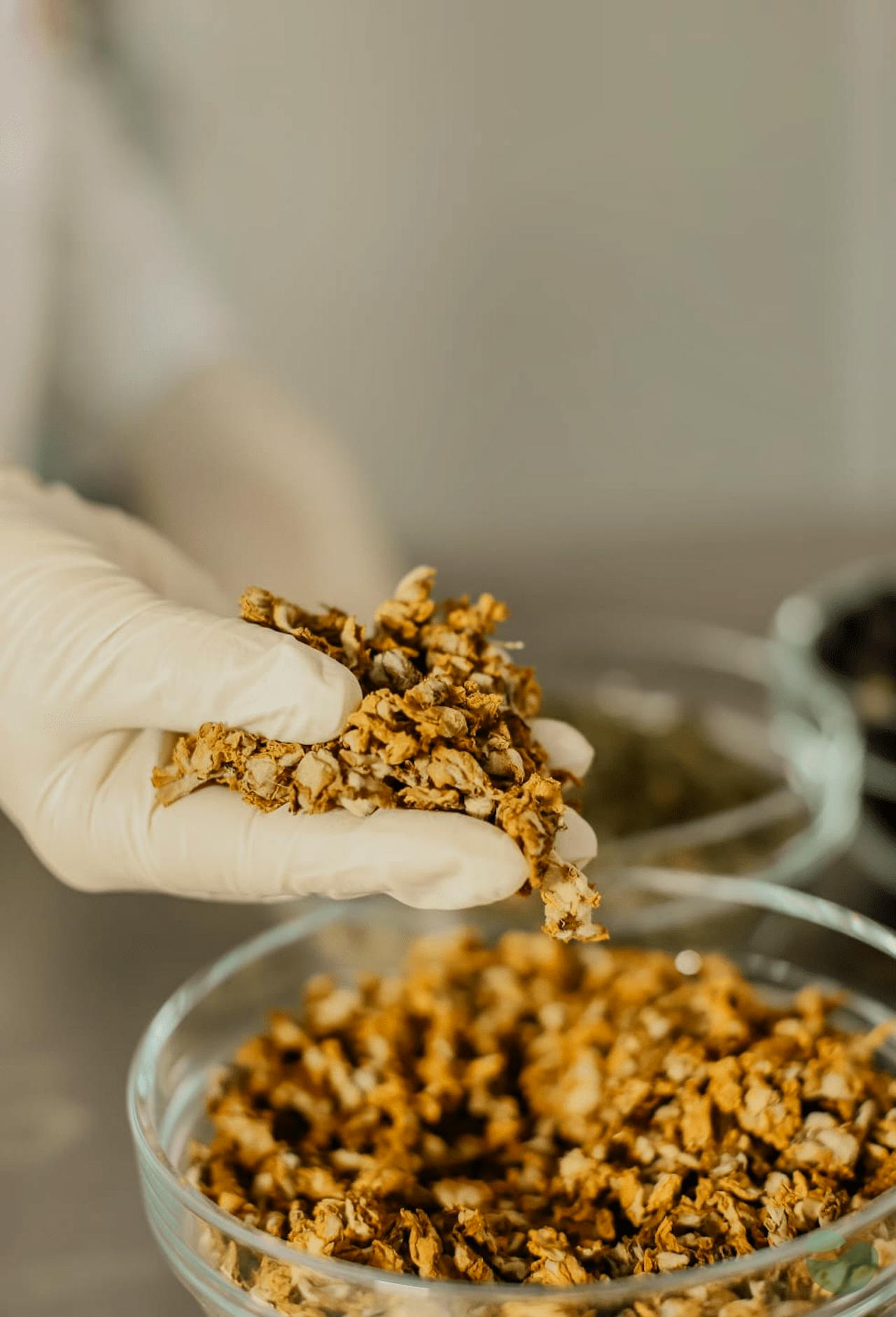 Čapljina: Beekeeper For a Day