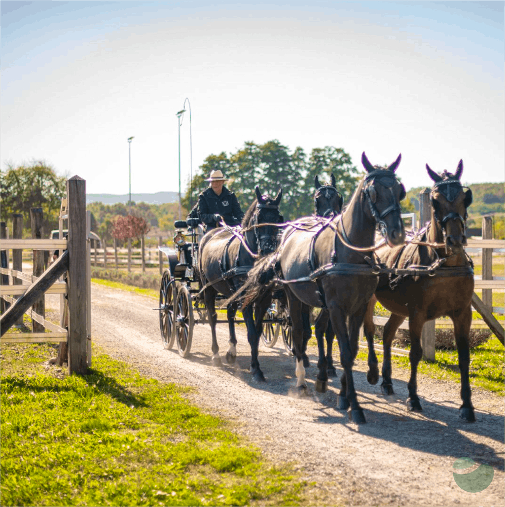Majestic Carriage Ride with beautiful view of Feričanci