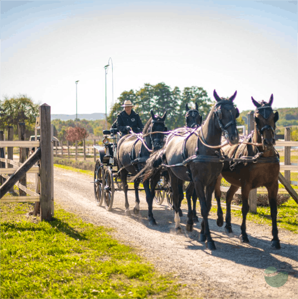 Majestic Carriage Ride with beautiful view of Feričanci