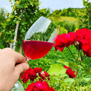 Sever Winery: A Taste of Tradition in the Heart of Zagorje