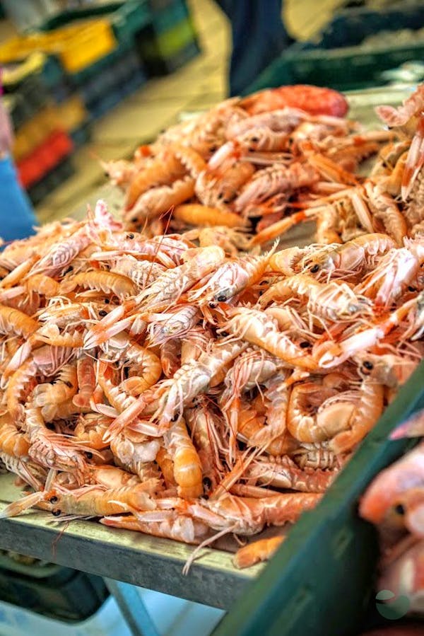 Split Culinary Tour with Fishmarket & Greenmarket visit