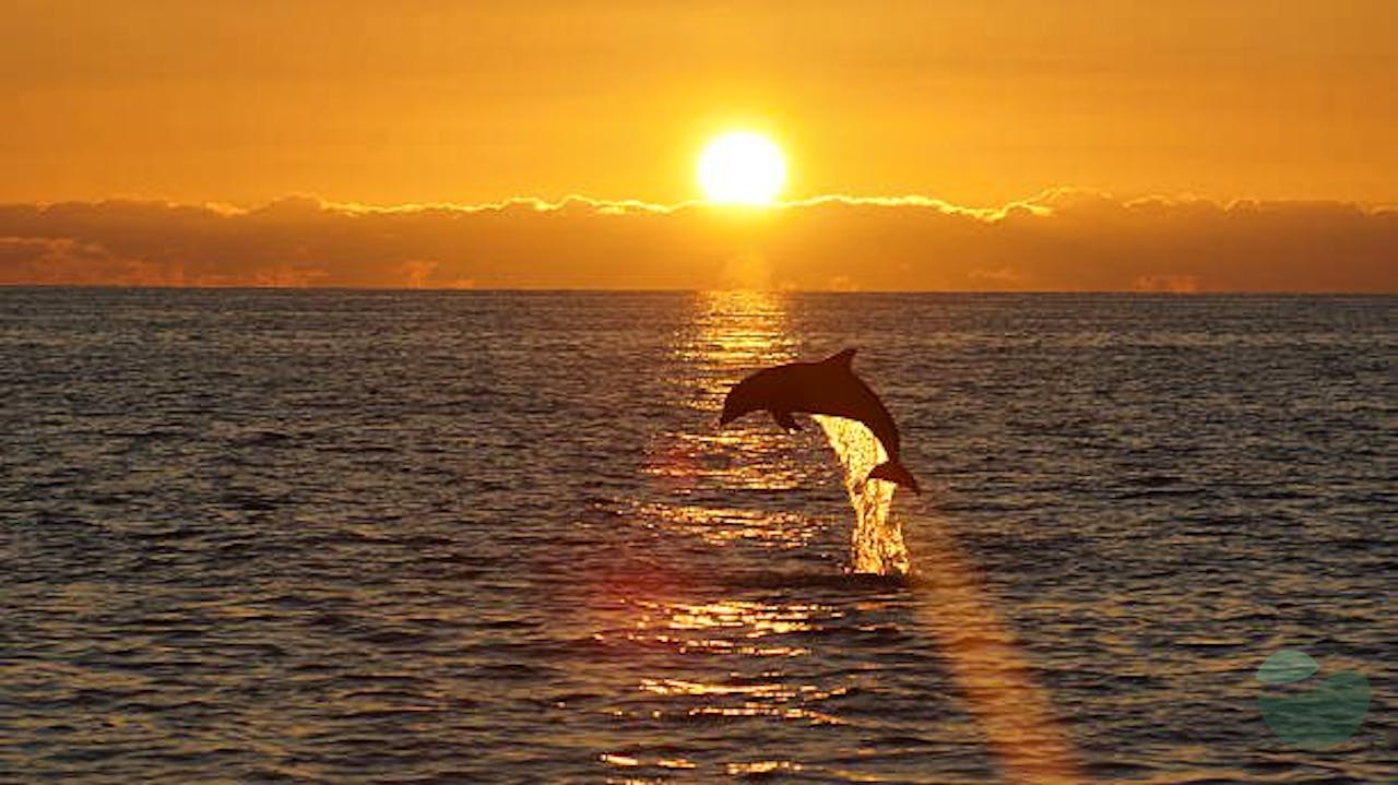 Sunset Finds Dolphins Boat Tour from Pula