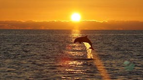 Sunset Finds Dolphins Boat Tour from Pula