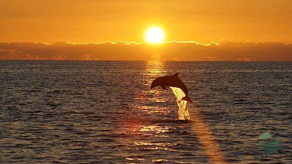 Sunset Finds Dolphins Boat Tour from Pula