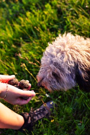 Truffle hunting experience in Istria
