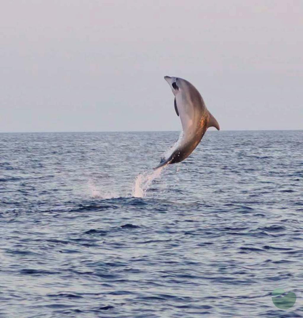 Magical Sunset Dolphin Watching Boat Tour in Fažana
