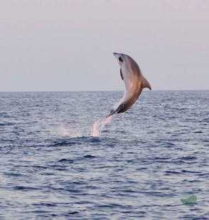 Magical Sunset Dolphin Watching Boat Tour in Fažana