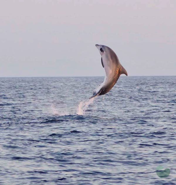 Magical Sunset Dolphin Watching Boat Tour in Fažana