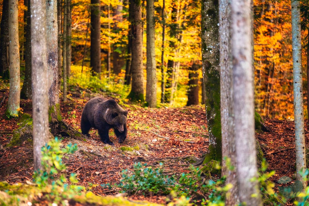 Bear photo hunting "Erženi" House in Gorski Kotar