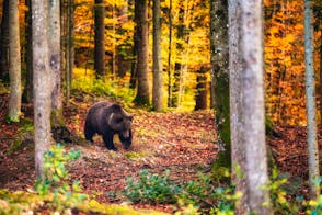 Bear photo hunting "Erženi" House in Gorski Kotar