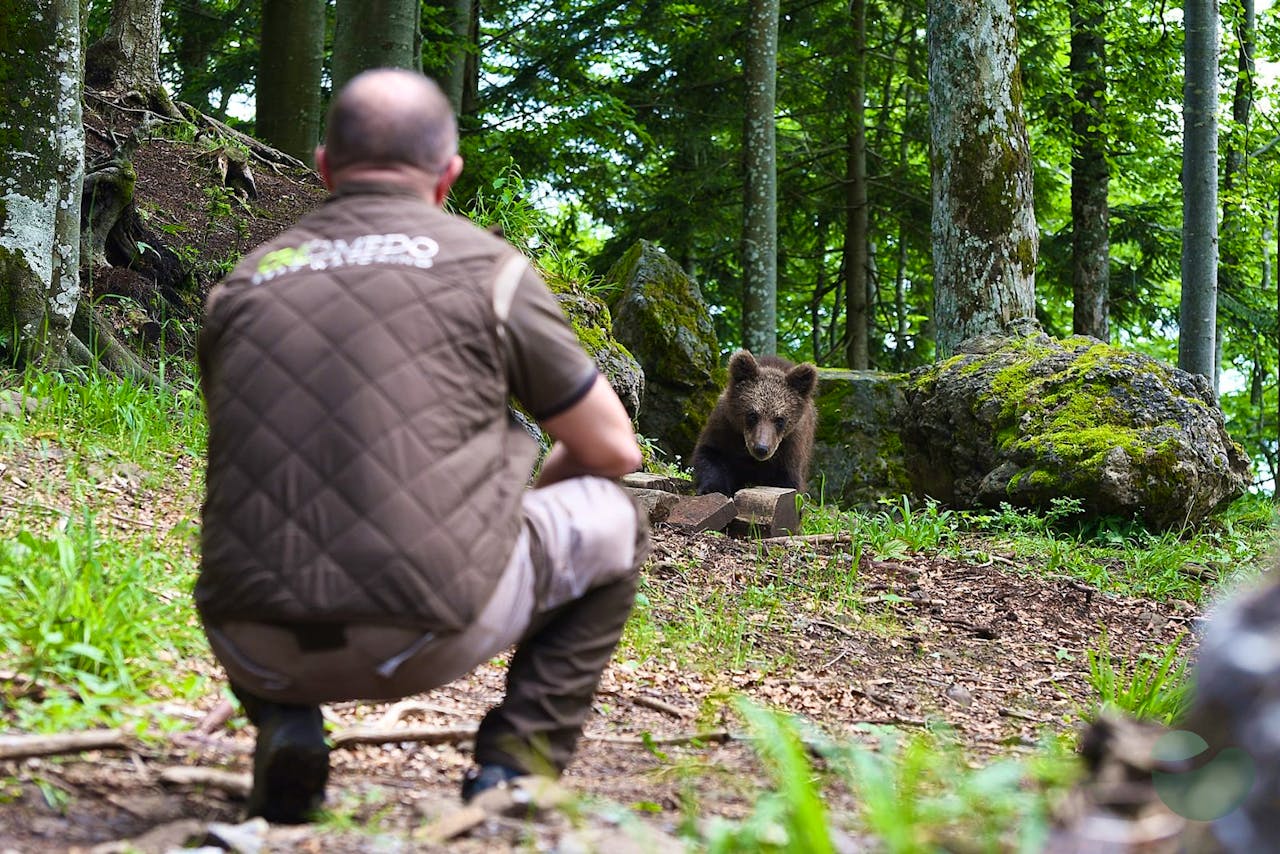 Bear photo hunting "Lukci" House in Gorski Kotar