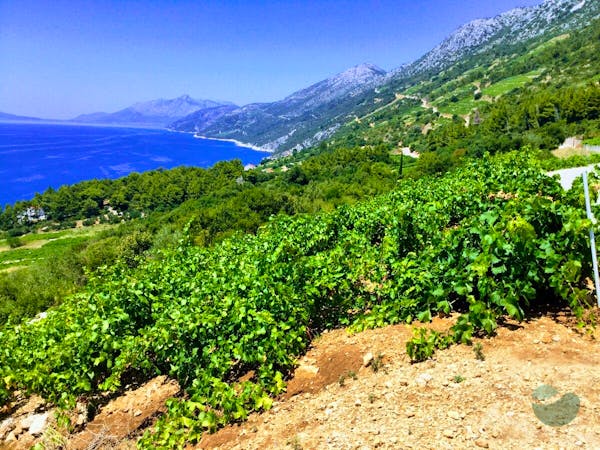 Interactive Dubrovnik Wine Tour