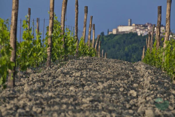 Wine and truffle off-road experience with lunch in Motovun