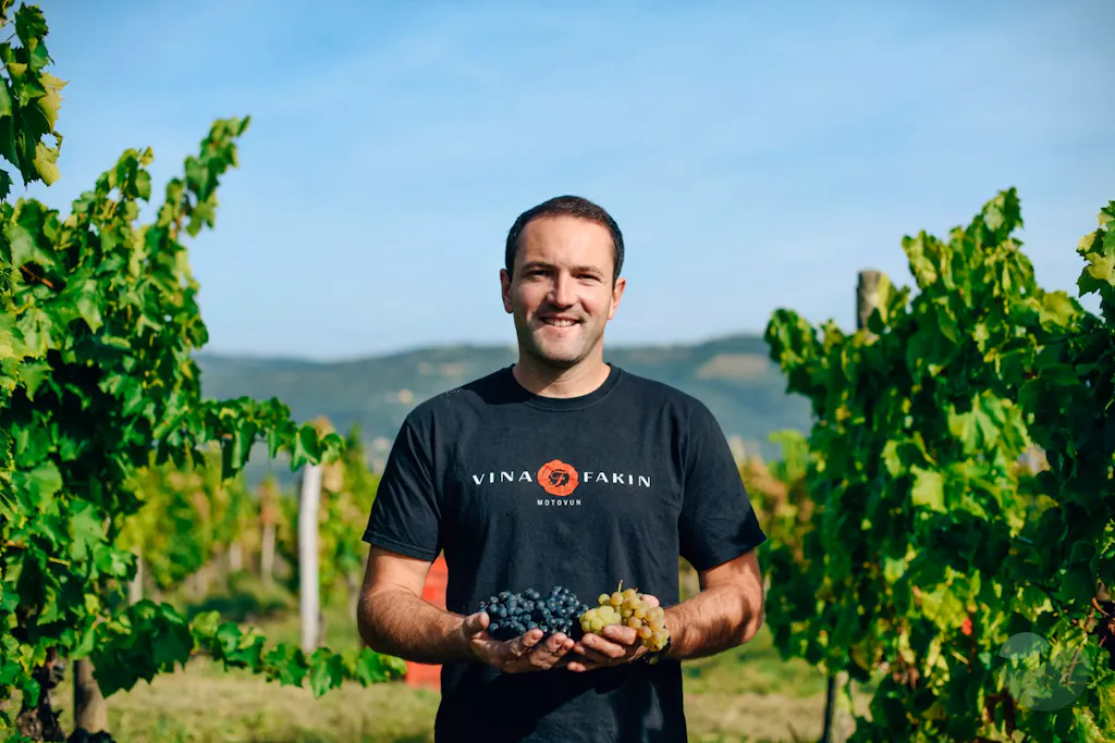 Wine tasting and vineyards tour near Motovun