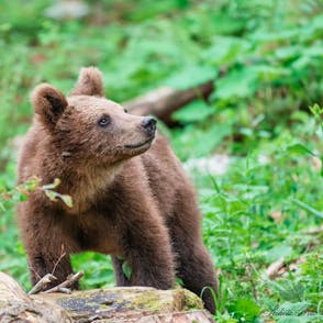 Bear photo hunting in "Bear house" in Gorski Kotar