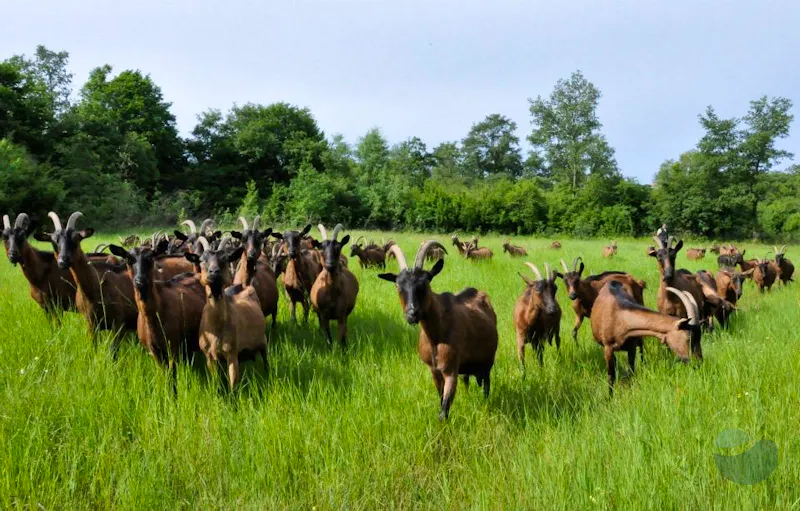 Organic Cheese Feast on Organic Goat Farm